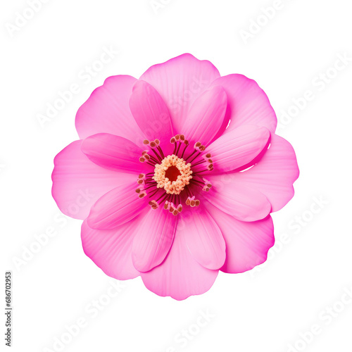 beautiful blossom flower isolated © megavectors