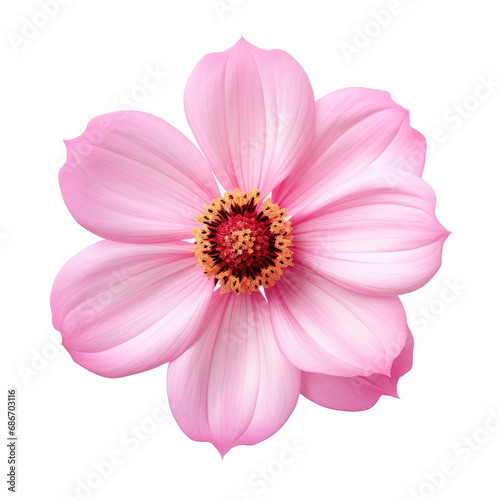 beautiful blossom flower isolated