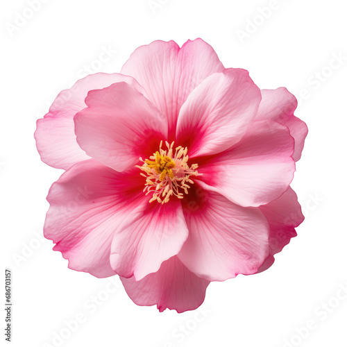 beautiful blossom flower isolated