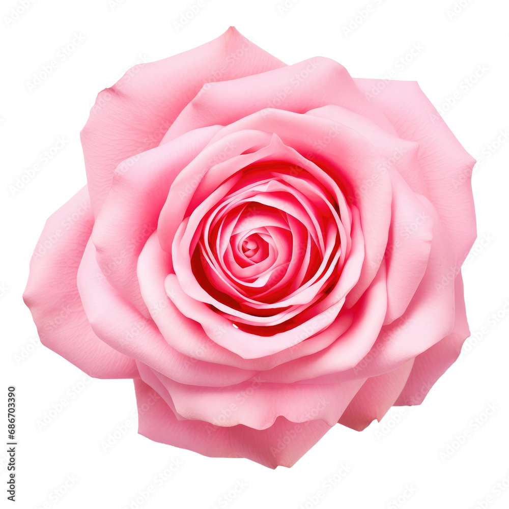 Fototapeta premium beautiful blossom flower isolated