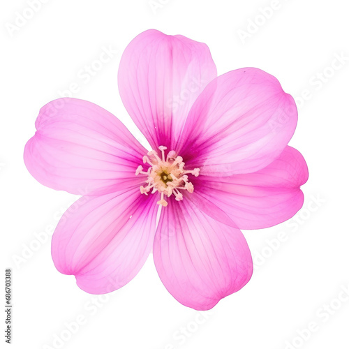 beautiful blossom flower isolated