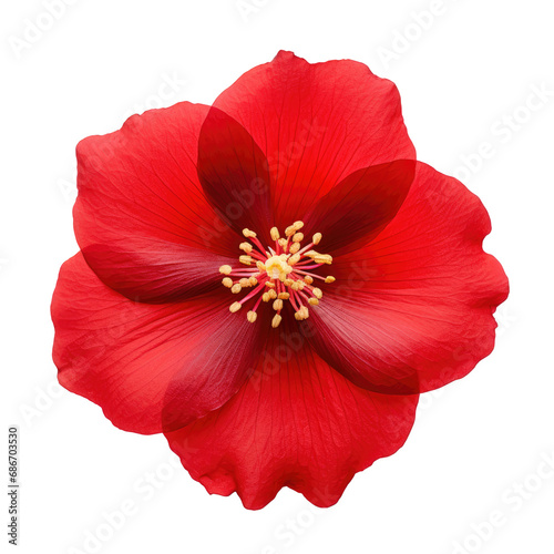 beautiful blossom flower isolated