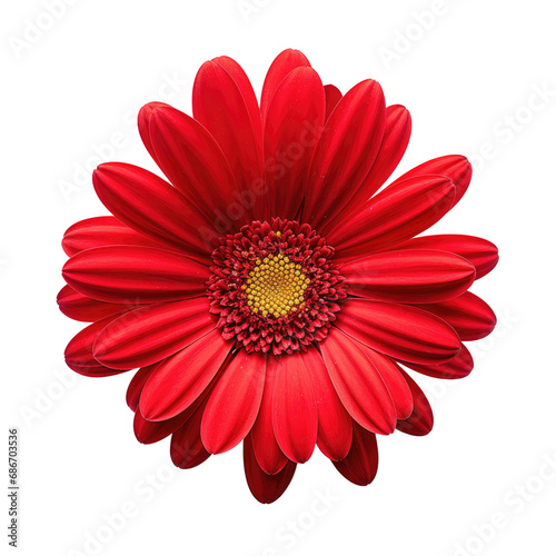 beautiful blossom flower isolated