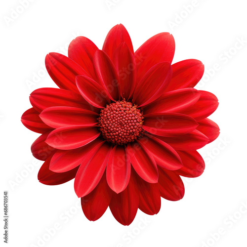 beautiful blossom flower isolated