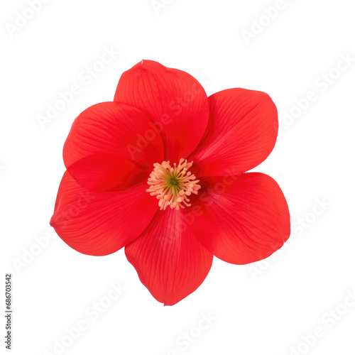 beautiful blossom flower isolated