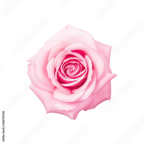 beautiful blossom flower isolated