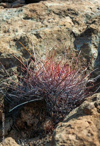 The cat claw cactus  Ancistrocactus uncinatus  is a small barrel-shaped plant in the Texas Desert in Big Bend NP