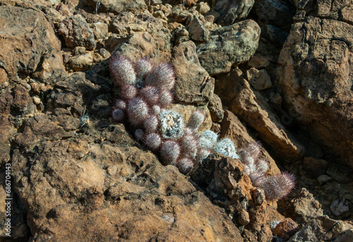 Escobaria (tuberculosa or dasyacantha) - foxtail cactus, Texas photo
