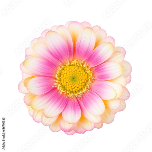 beautiful blossom flower isolated