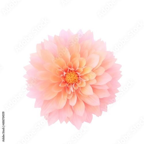beautiful blossom flower isolated © megavectors