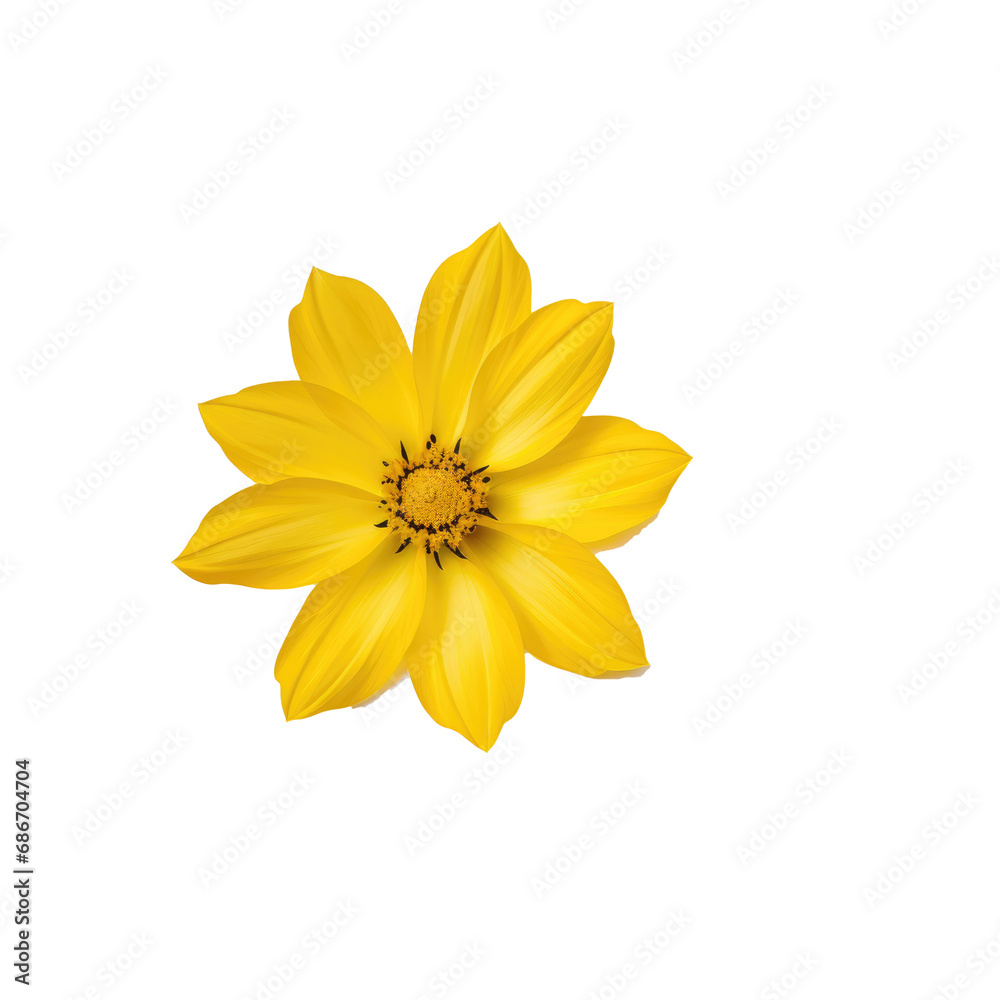 beautiful blossom flower isolated