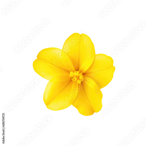 beautiful blossom flower isolated