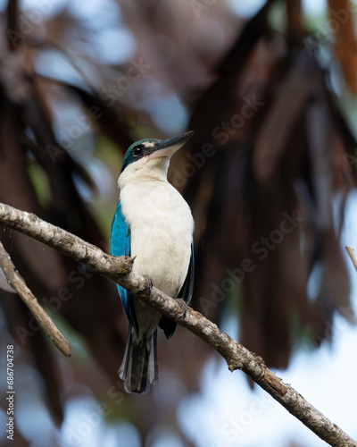 Collared Kingfisher