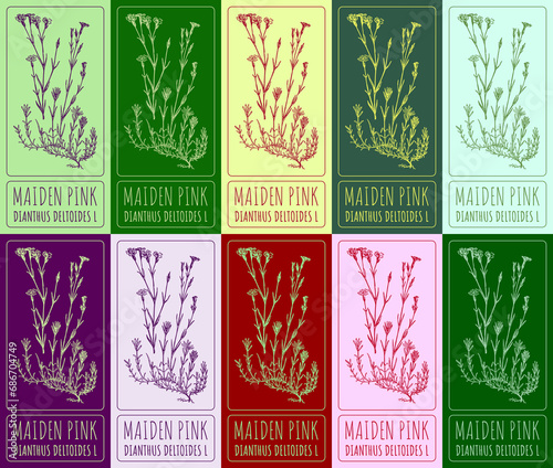 Set of  drawing of MAIDEN PINK in various colors. Hand drawn illustration. Latin name DIANTHUS DELTOIDES L. © Nataliia