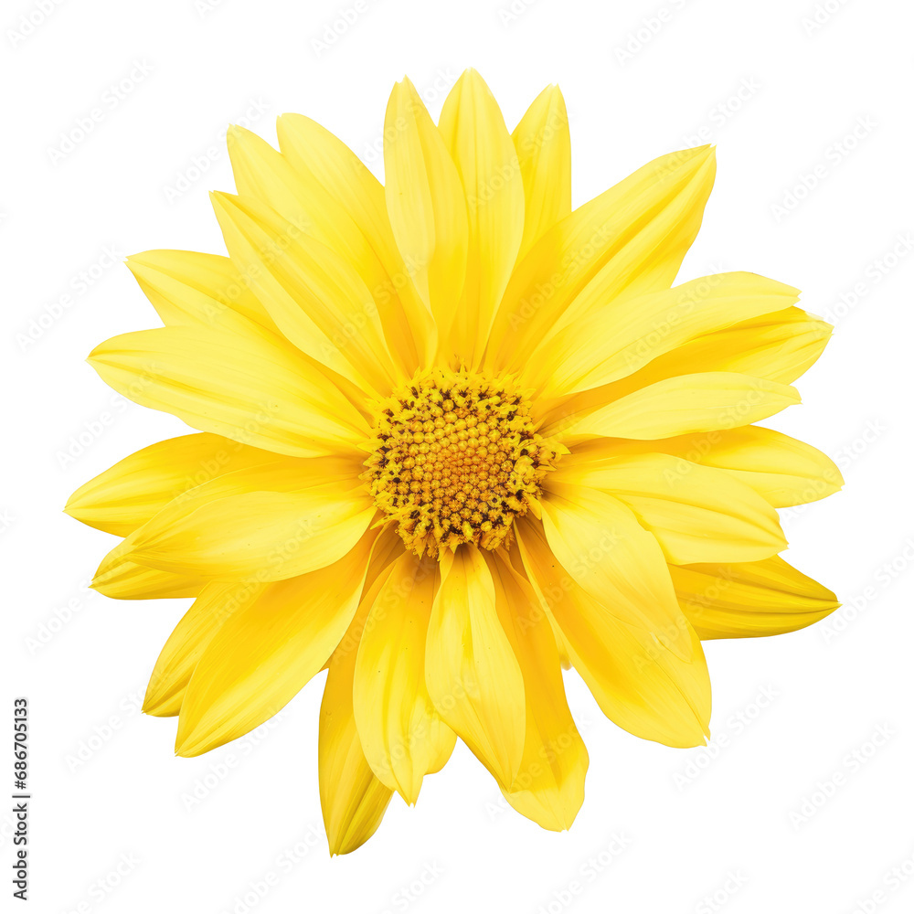 Obraz premium beautiful blossom flower isolated