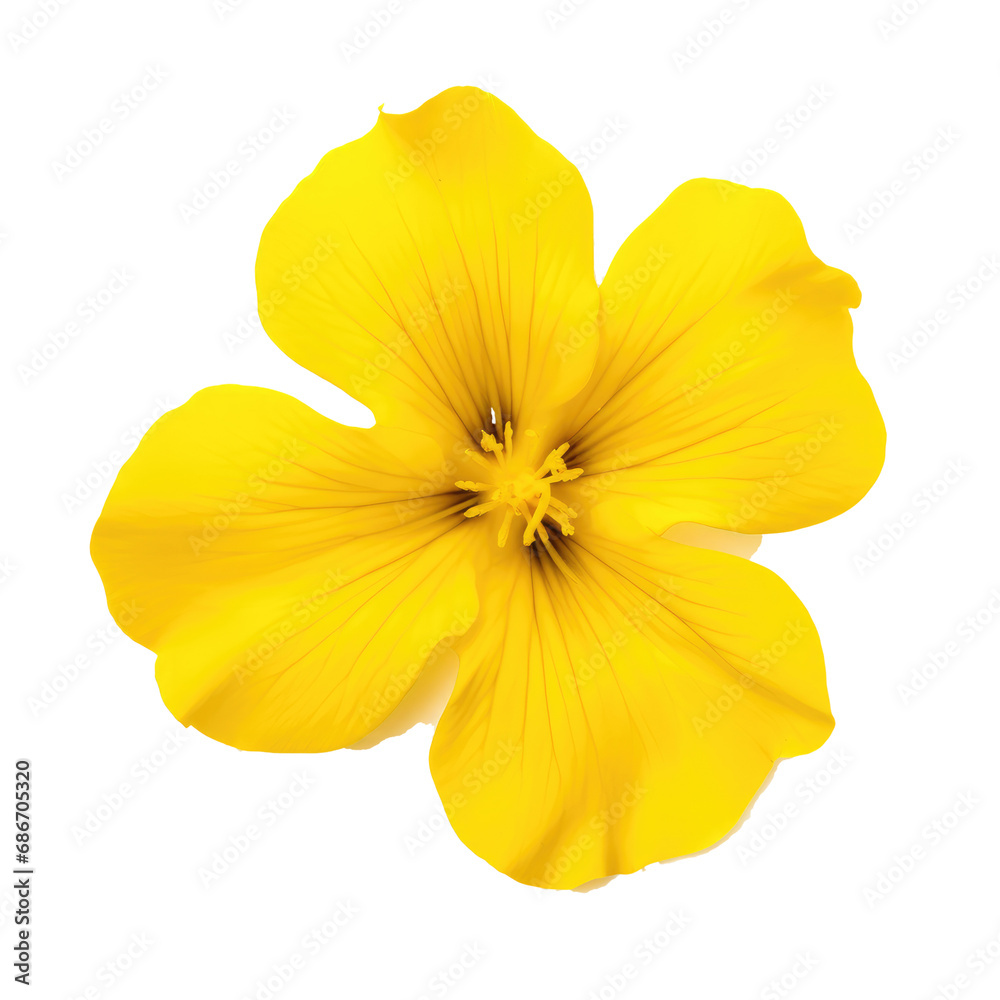 Obraz premium beautiful blossom flower isolated