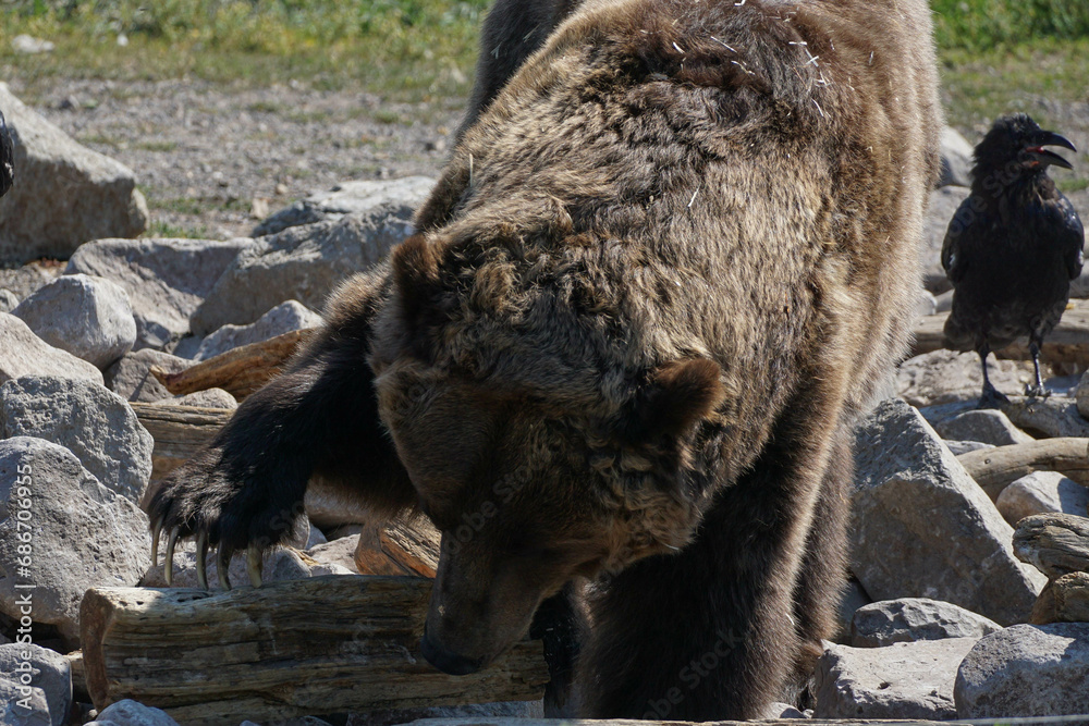 Grizzly digging for food with massive claws in Yellowstone National Park Grizzly digging for food with massive claws in Yellowstone National Park