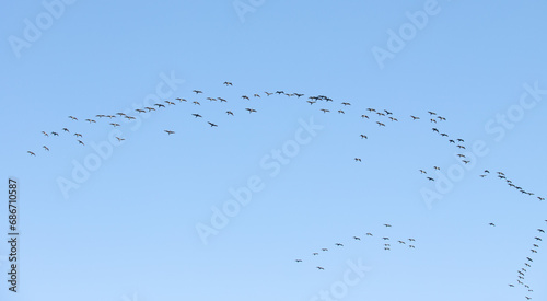 Migratory birds fly high in the blue sky.