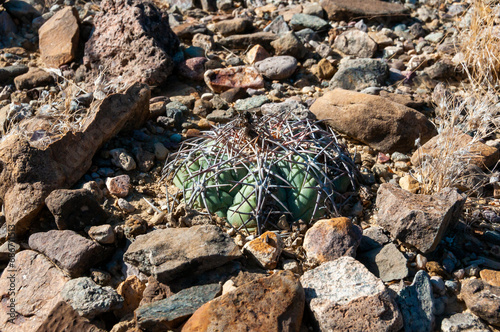 Horse crippler or devil's pincushion cactus (Echinocactus texensis) in the Texas Desert photo