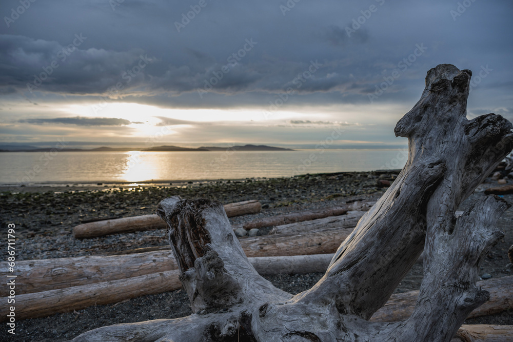 driftwood on the beach