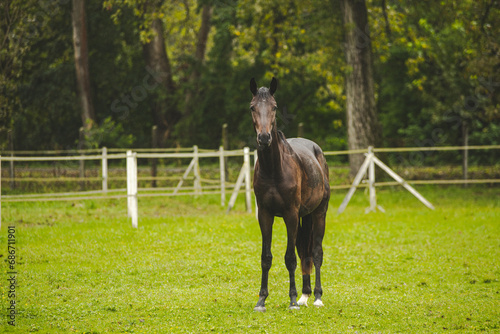 A beautiful brown horse standing on a green pasture on a fenced off ranch