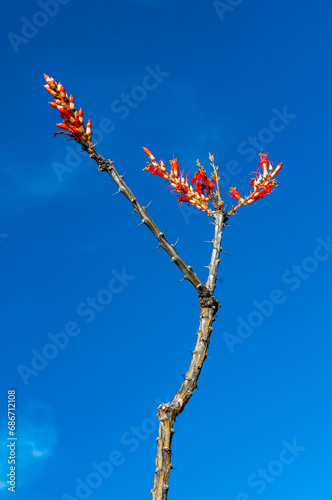 Flower of the ocotillo plant (Fouquieria splendens) in the Chihuahuan Desert photo