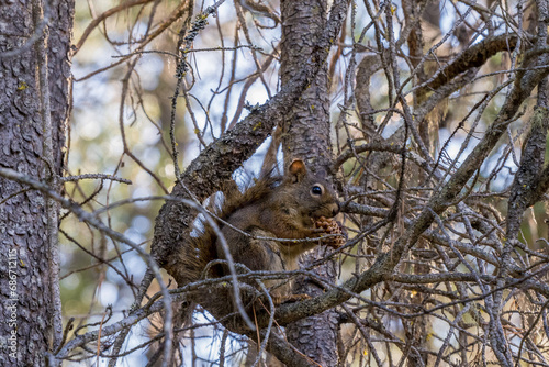 squirrel on a tree eats 