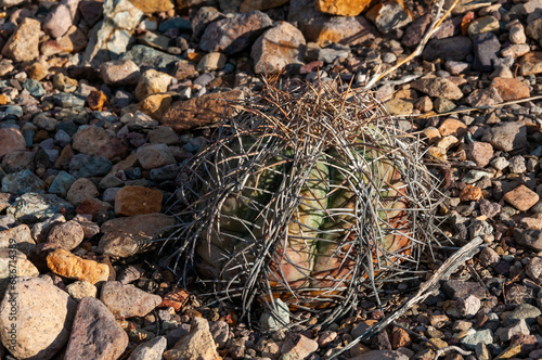 Turk's head cactus (Echinocactus horizonthalonius) in the Texas Desert photo