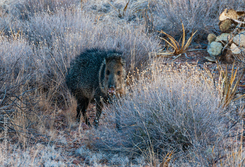 A pair of javelinas (Pecari tajacu) walk through the desert in Big Bend National Park