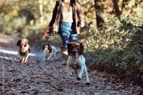 Happy playful dogs springer spaniels playing on an autumnal dog walk in the countryside woodland