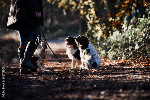 Happy playful dogs springer spaniels playing on an autumnal dog walk in the countryside woodland