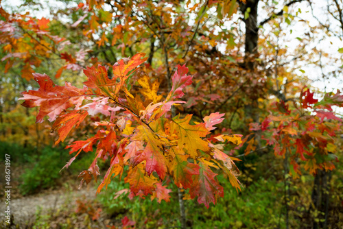 autumn leaves on tree with orange and red color