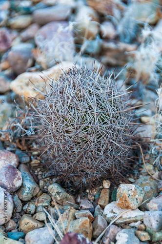 Beehive cactus (Echinomastus sp.) in the desert near Santa Elena Canyon photo