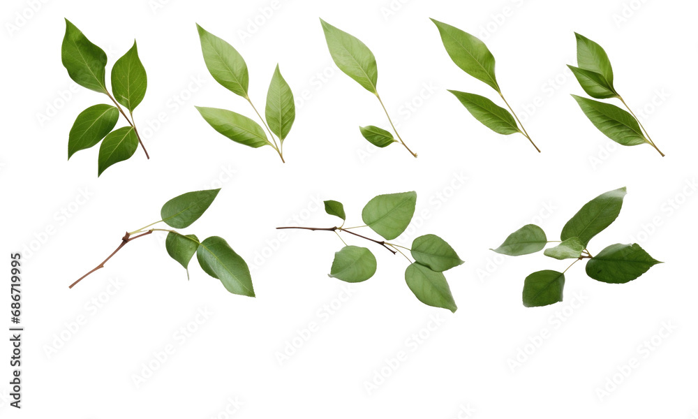 Collection of small twigs of leaves isolated on transparent background Collection of small twigs of leaves isolated on transparent background