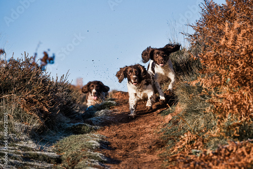 Happy playful dogs springer spaniels playing on an autumnal dog walk in the countryside woodland