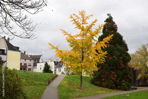 autumn tree in an urban park