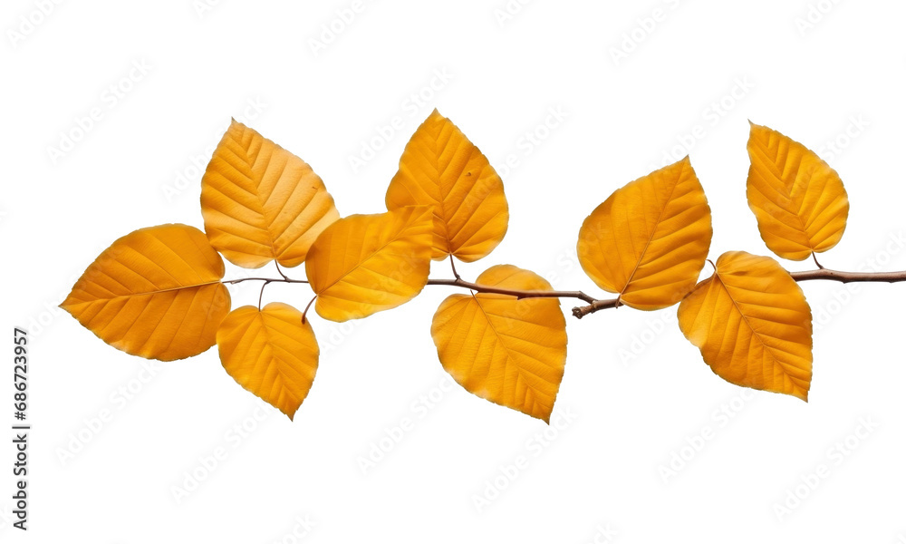 Obraz premium autumn leaves isolated on transparent background