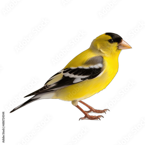 American Goldfinch isolated on transparent background