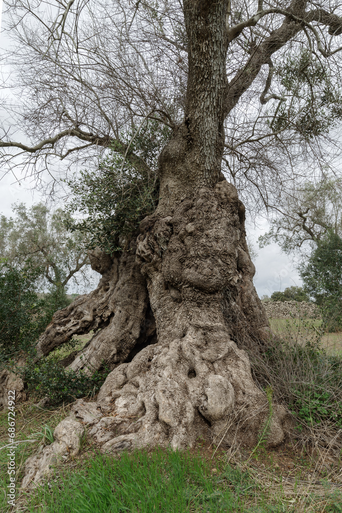 Oldest olive tree of Italy diseased by Xylella fastidiosa in Puglia, Italy Oldest olive tree of Italy diseased by Xylella fastidiosa in Puglia, Italy