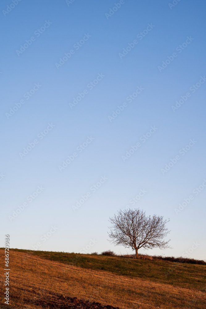One big tree on the horizon line above the corn and wheat fields. Clear blue sky above fields and trees. One big tree on the horizon line above the corn and wheat fields. Clear blue sky above fields and trees.