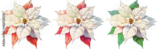 Christmas flower red poinsettia. Vector illustration. Festive flower