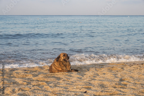 Fototapeta Naklejka Na Ścianę i Meble -  A dog lies on the sandy beach of Cleopatra on the shores of the Mediterranean Sea in Alanya.
