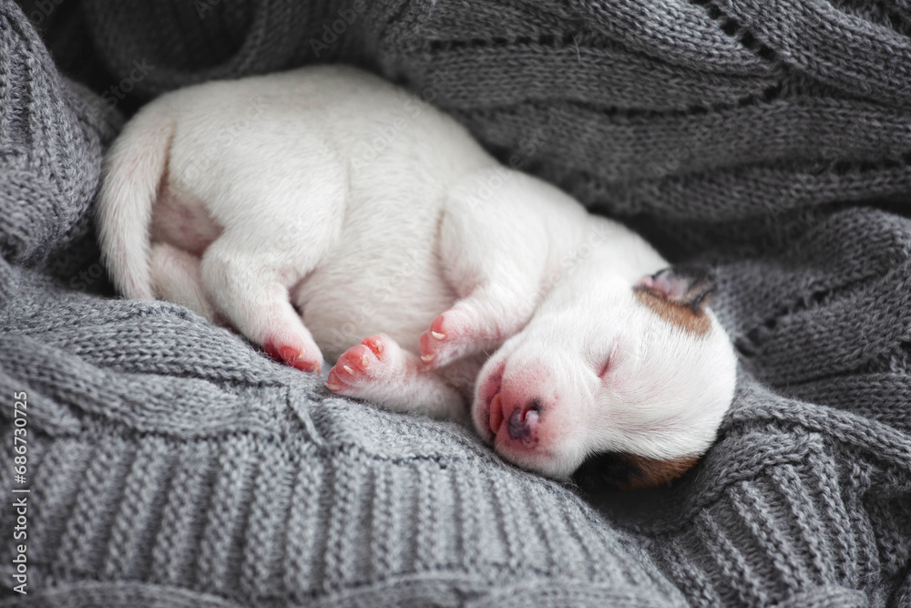 Newborn Puppy is lying on white blanket