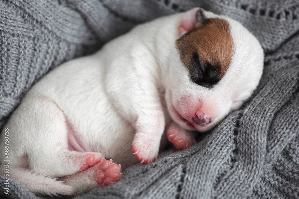 Newborn Puppy is lying on white blanket Newborn Puppy is lying on white blanket