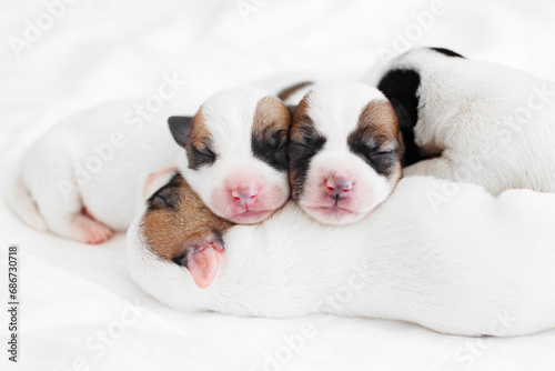 Fototapeta Naklejka Na Ścianę i Meble -  Group of Newborn Puppies lying on blanket