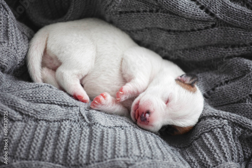 Newborn Puppy is lying on white blanket