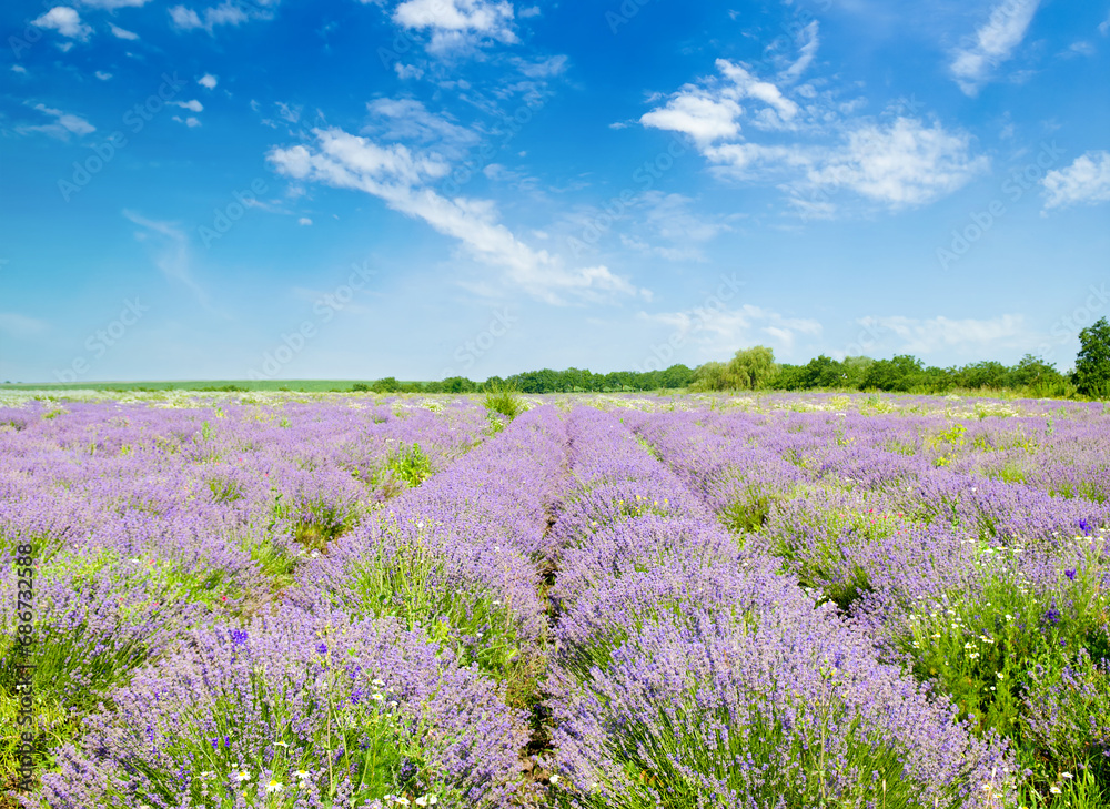 Field with blossoming lavender and sky.