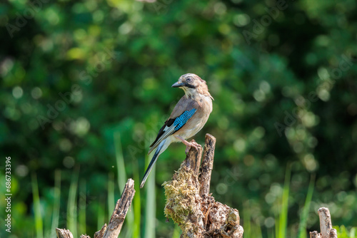 Curious looking eurasian jay sitting a tree in forest landscape