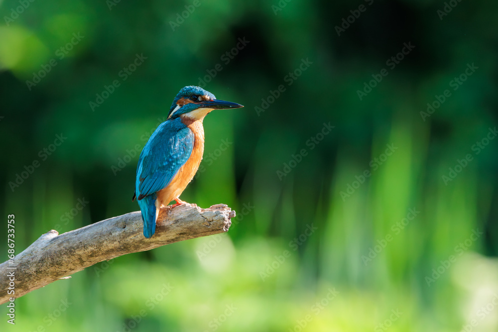 Kingfisher on a branch with out of focus forest background Kingfisher on a branch with out of focus forest background