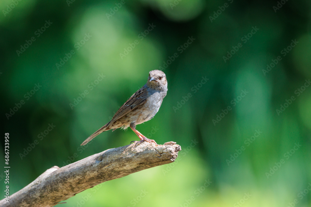 Dunnock or hedge sparrow on a tree branch Dunnock or hedge sparrow on a tree branch